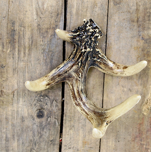 Antler Wall Hook